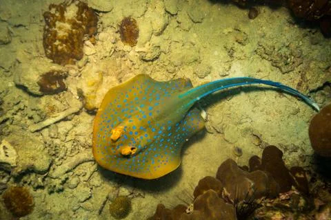 Blue spotted stingray Stock Photos