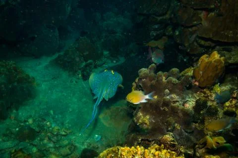 Blue spotted stingray Stock Photos