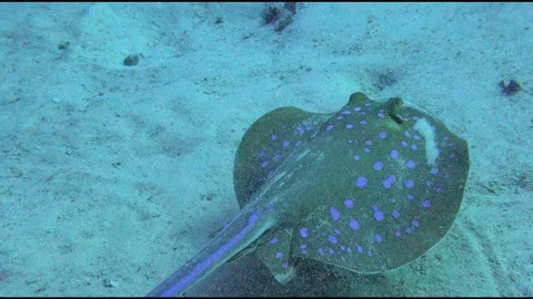 Blue - spotted stingray in Red sea, close up in 4K 库存影片 125930508