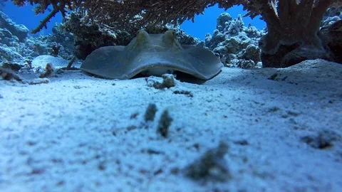 Blue-Spotted Stingray Resting on Sandy Seabed 4K Vídeos de archivo 330664326