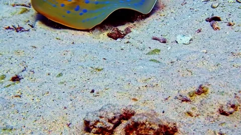 Blue Spotted Stingray on Sandy Seabed Underwater Stock Footage 344520102