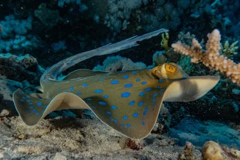 Blue spotted stingray On the seabed Stock Photos