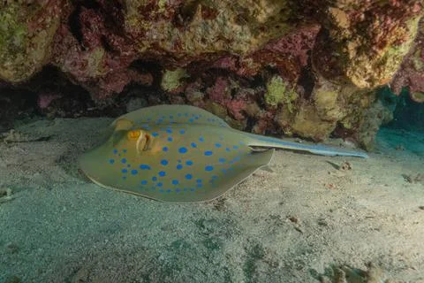 Blue spotted stingray On the seabed Fotos de archivo