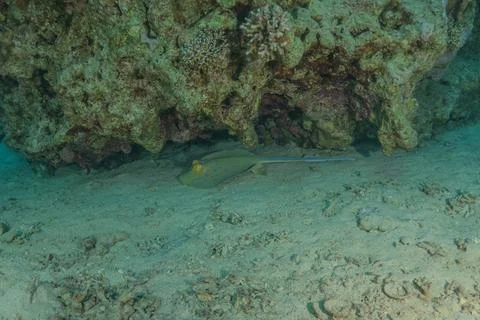 Blue spotted stingray On the seabed Fotos de archivo