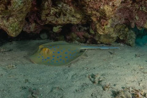 Blue spotted stingray On the seabed Fotos de archivo