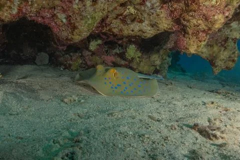 Blue spotted stingray On the seabed Fotos de archivo