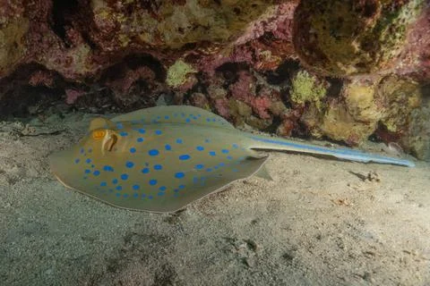 Blue spotted stingray On the seabed Fotos de archivo