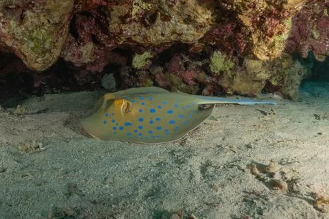 Blue spotted stingray On the seabed Fotos de archivo
