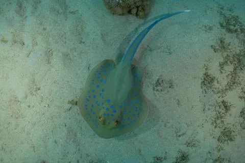 Blue spotted stingray On the seabed Fotos de archivo