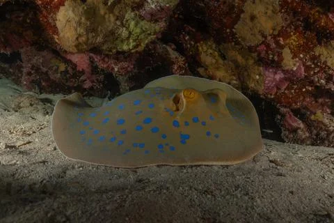 Blue spotted stingray On the seabed Fotos de archivo
