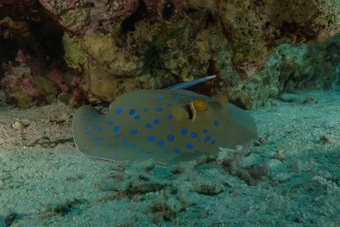 Blue spotted stingray On the seabed Fotos de archivo