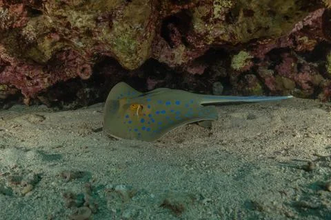 Blue spotted stingray On the seabed Fotos de archivo