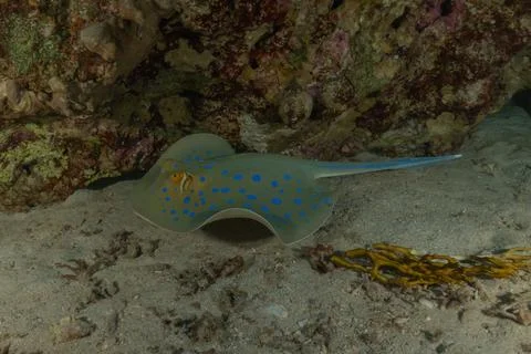 Blue spotted stingray On the seabed Fotos de archivo