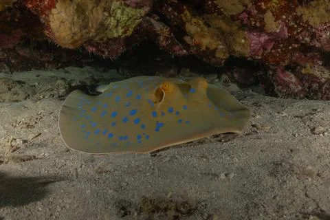 Blue spotted stingray On the seabed Fotos de archivo