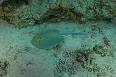Blue spotted stingray On the seabed Fotos de archivo