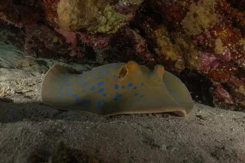 Blue spotted stingray On the seabed Fotos de archivo