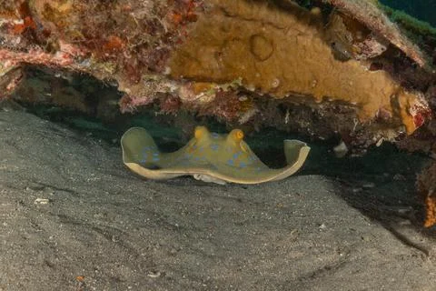 Blue spotted stingray On the seabed Fotos de archivo