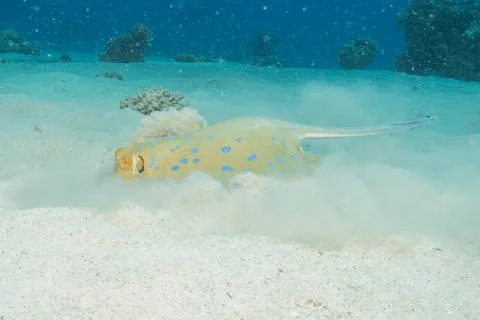Blue spotted stingray On the seabed Stock Photos
