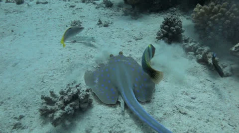 Blue spotted swims away Stock Footage 22708155