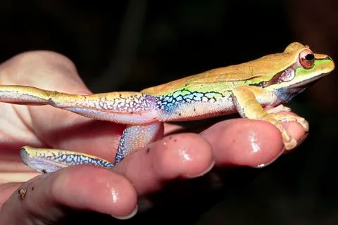 Blue-spotted treefrog being handled in Belize Stock Photos