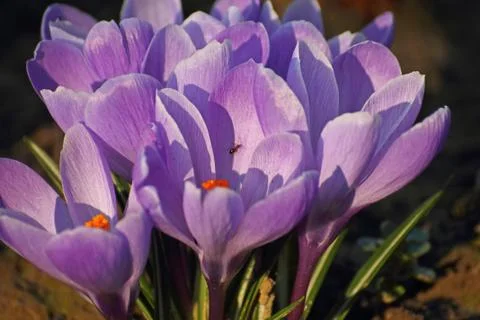 Blue spring crocus 스톡 사진
