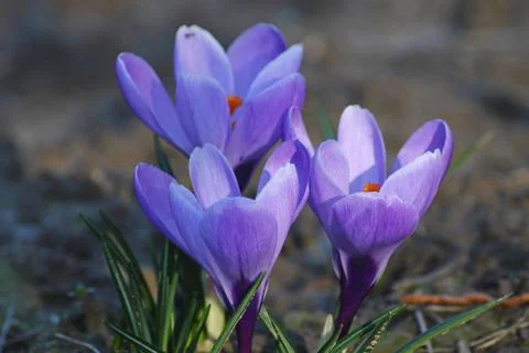 Blue spring crocus 스톡 사진