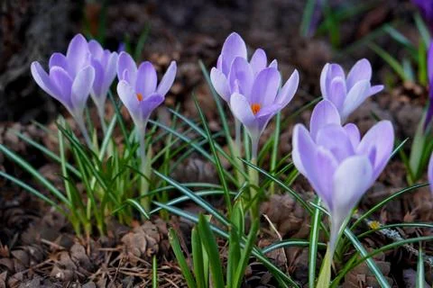 Blue spring crocuses on a flower bed close-up among the cones in the garden in s Foto stock