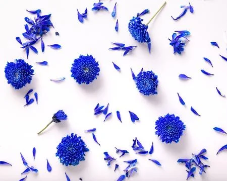 Blue spring flower background. Blue chrysanthemum flowers scattered on white  Stock Photos