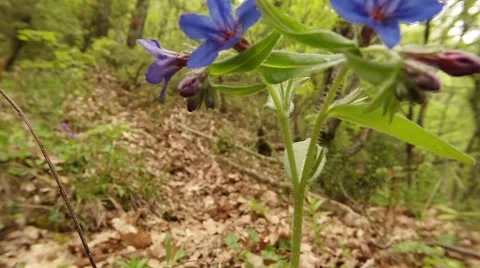 Blue spring flower close-up in the foliage of the spring forest in the mountains Stock Footage 53563930