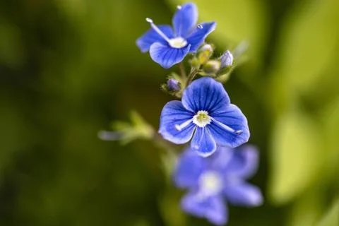 Blue spring flower on the field Stock Photos
