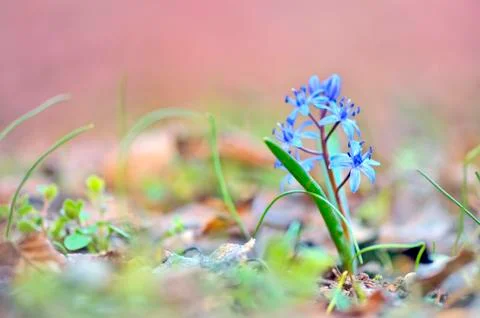 Blue spring flower, glory-of-the-snow (chionodoxa luciliae) Stock Photos
