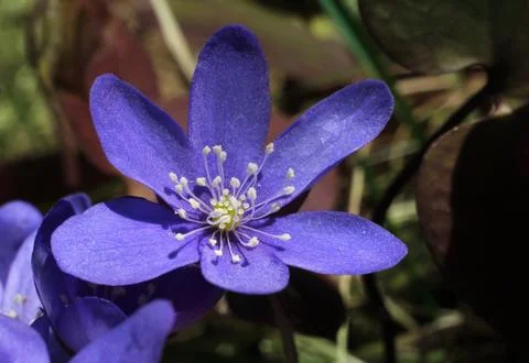 Blue spring flower hepatica Stock Photos