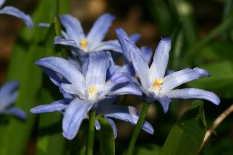 Blue spring flower Stock Photos