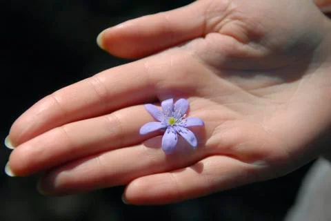 Blue spring flower Stock Photos