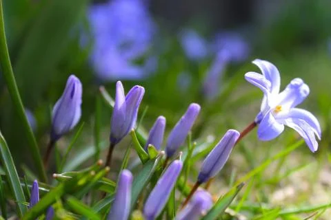 Blue spring flower. Stock Photos