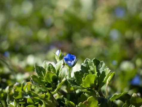 Blue spring flower 写真素材