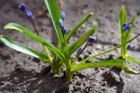 Blue spring flower of the undergrowth in the rays of the sun in early spring on  스톡 사진