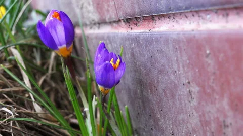 Blue spring flowers 4K Stock Footage 47477613