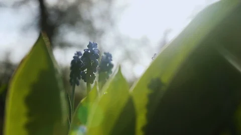 Blue spring flowers, against the background of sunlight Stock Footage 128696433