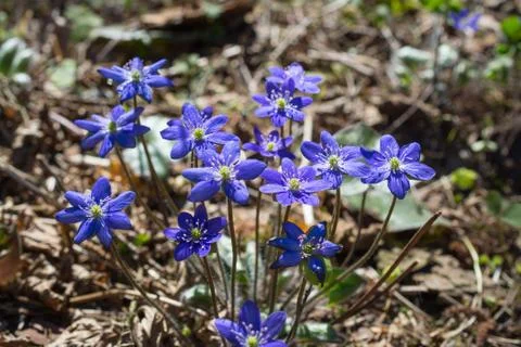 Blue spring flowers background Stock Photos