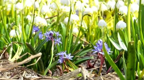 Blue spring flowers on a background of snowdrops Stock Footage 68725314