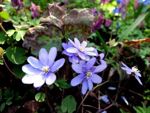 Blue spring flowers close up Foto stock