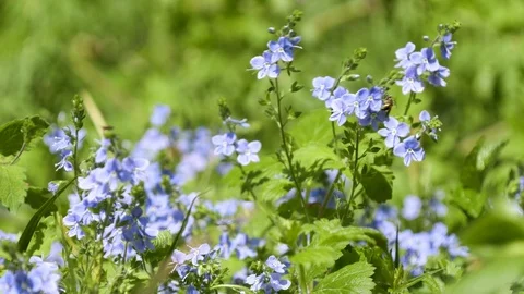 Blue Spring Flowers curling in the wind Video stock 88675322