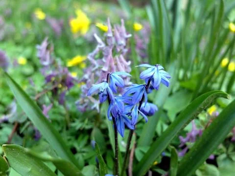 Blue spring flowers on the field Stock Photos