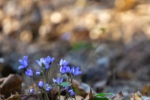 Blue spring flowers first blooming early spring in North countries. Selective Stock Photos