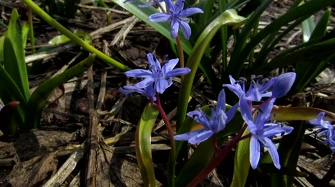 Blue spring flowers Stock Footage 68725582