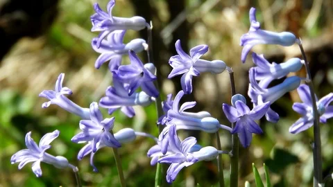 Blue spring flowers Video stock 88398567