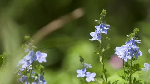 Blue Spring Flowers Stockbeeldmateriaal 88675338