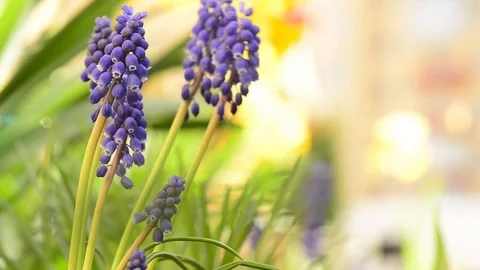 Blue spring flowers Stock Footage 113681896