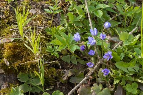 Blue spring flowers in the forest Stock Photos